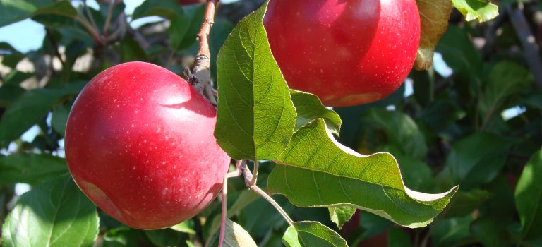Sostanze naturali utili per la salute dei capelli