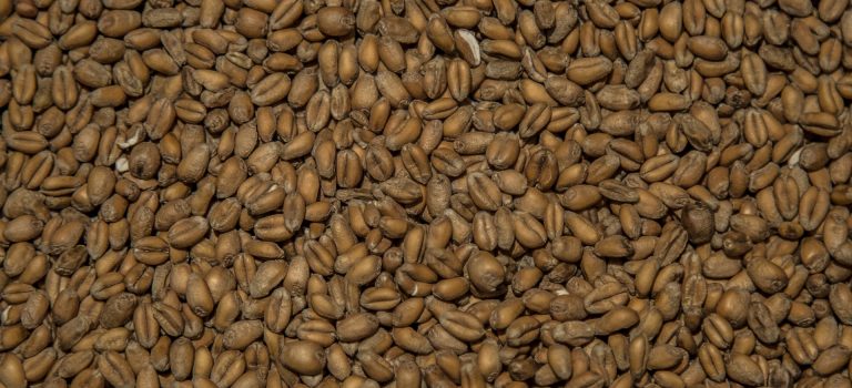 Lievito di birra e germe di grano