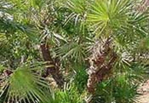 Serenoa repens e capelli